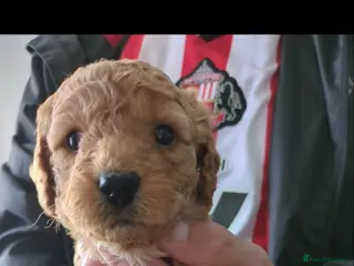 Cavapoo dogs Cavapoo f2 - Advert 2