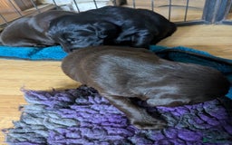 Flat coated Retriever dogs for sale: Flatcoated retriever puppies  - Image 2
