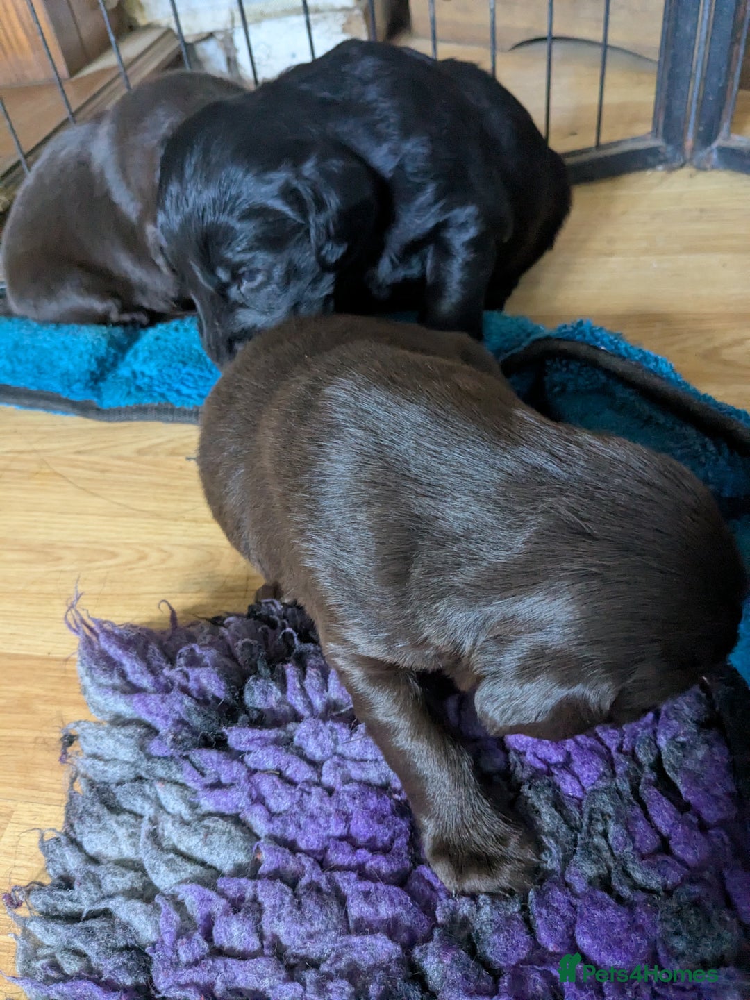 Flat coated Retriever dogs for sale: Flatcoated retriever puppies  - Image 2