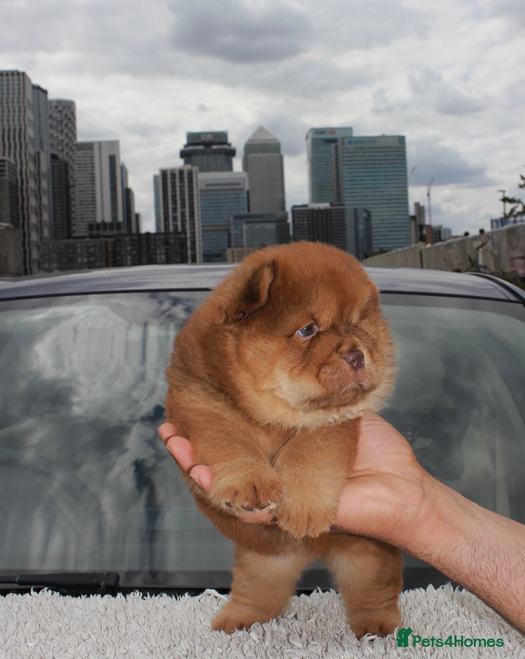 Chow Chow dogs for sale: CHOC🍫LILAC🌪️Champion KC reg🏆 pedigree chow chow - Image 14