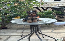 Yorkshire Terrier dogs for sale: Ready to leave  - Image 2
