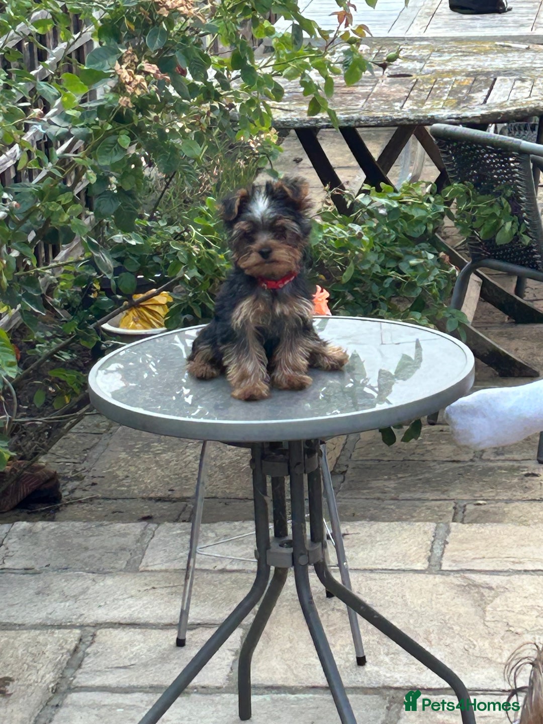 Yorkshire Terrier dogs for sale: Ready to leave  - Image 2