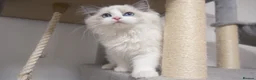 Ragdoll cats for sale: Champion Chunky Ragdoll Kittens-Famous R Bloodline - Advert 8