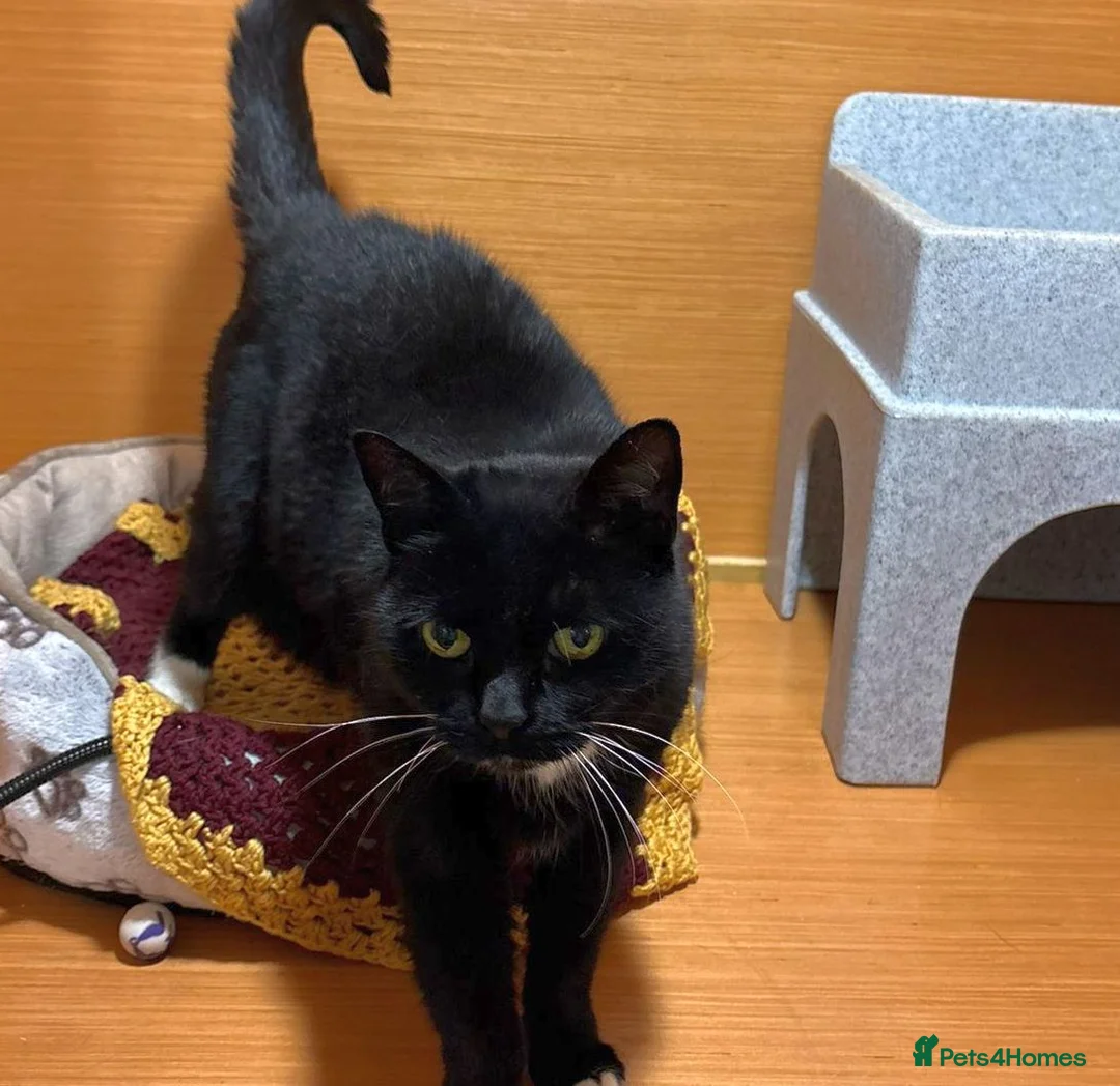 Mixed Breed cats for adoption: Toots - a lovely middle aged lady in good health - Advert 5