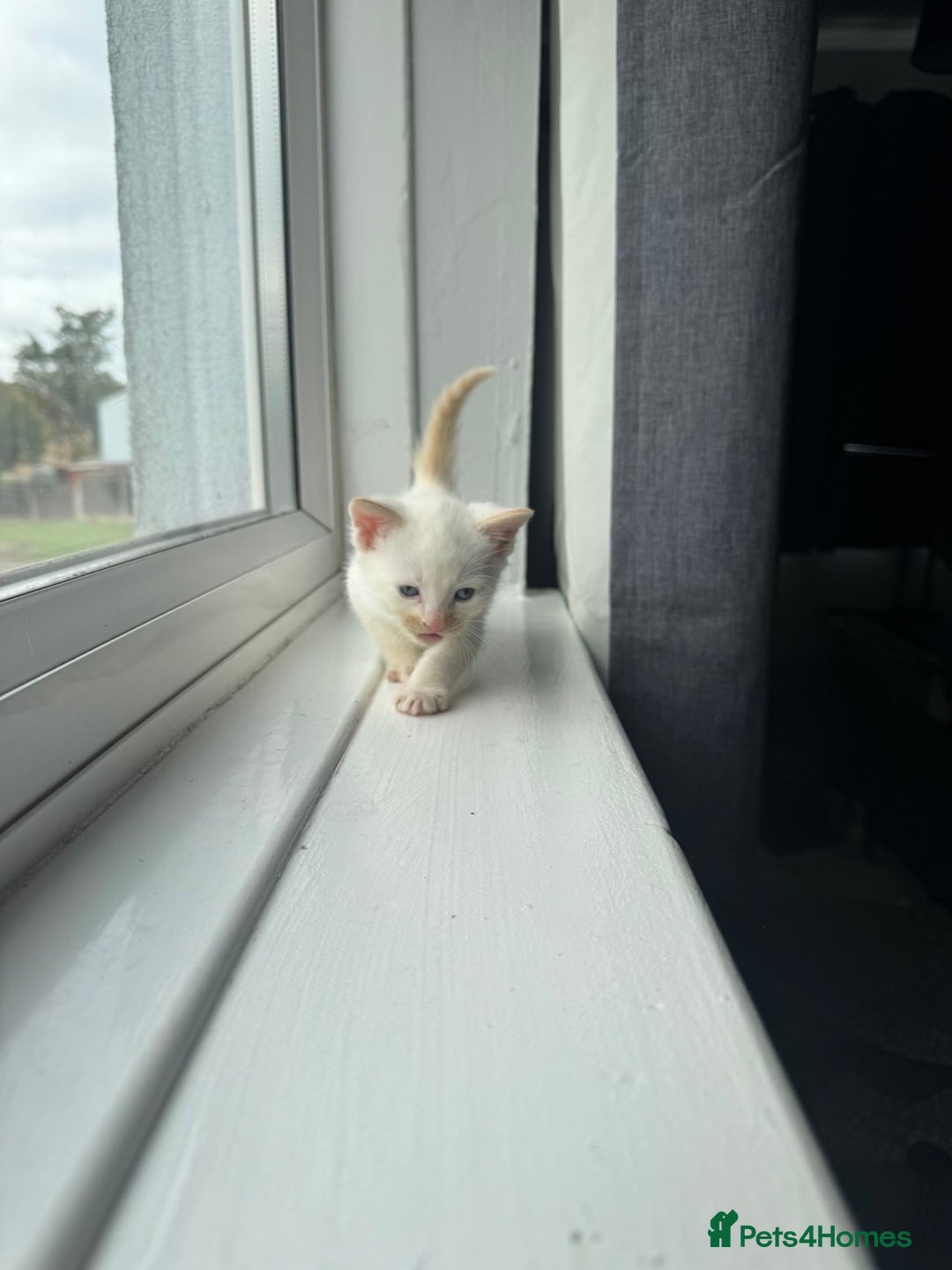 Mixed Breed cats for sale: Mixed kittens for sale - Image 7