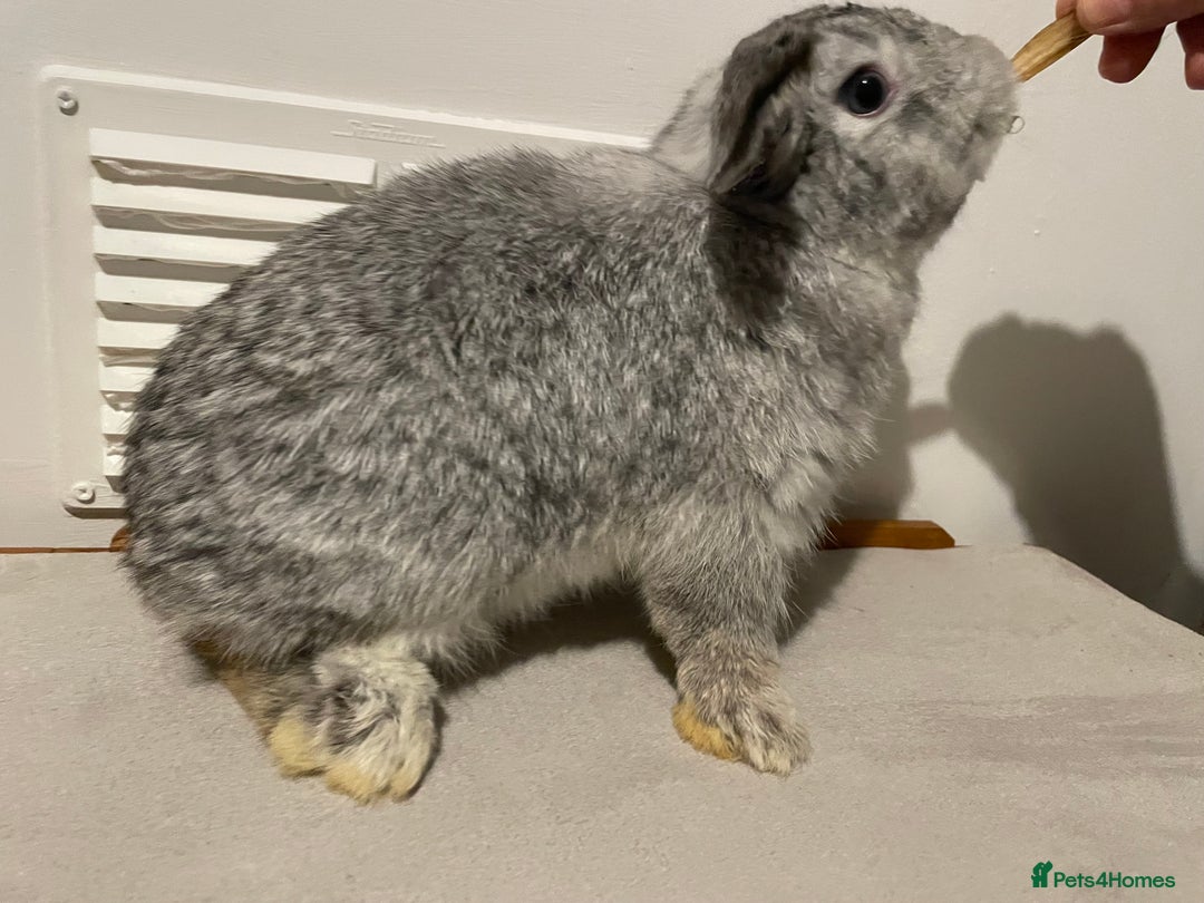 Mini Lop rabbits for sale: Pure Bred Mini Lops 🩵🩷 - Advert 7