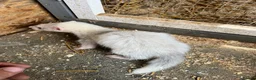Ferret rodents for sale: Ferrets hobs and jills  in Derby - Advert 6