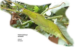 Stick Insects invertebrates for sale: Jungle Nymph Stick Insects - Large Juvenile Pair!! - Image 2