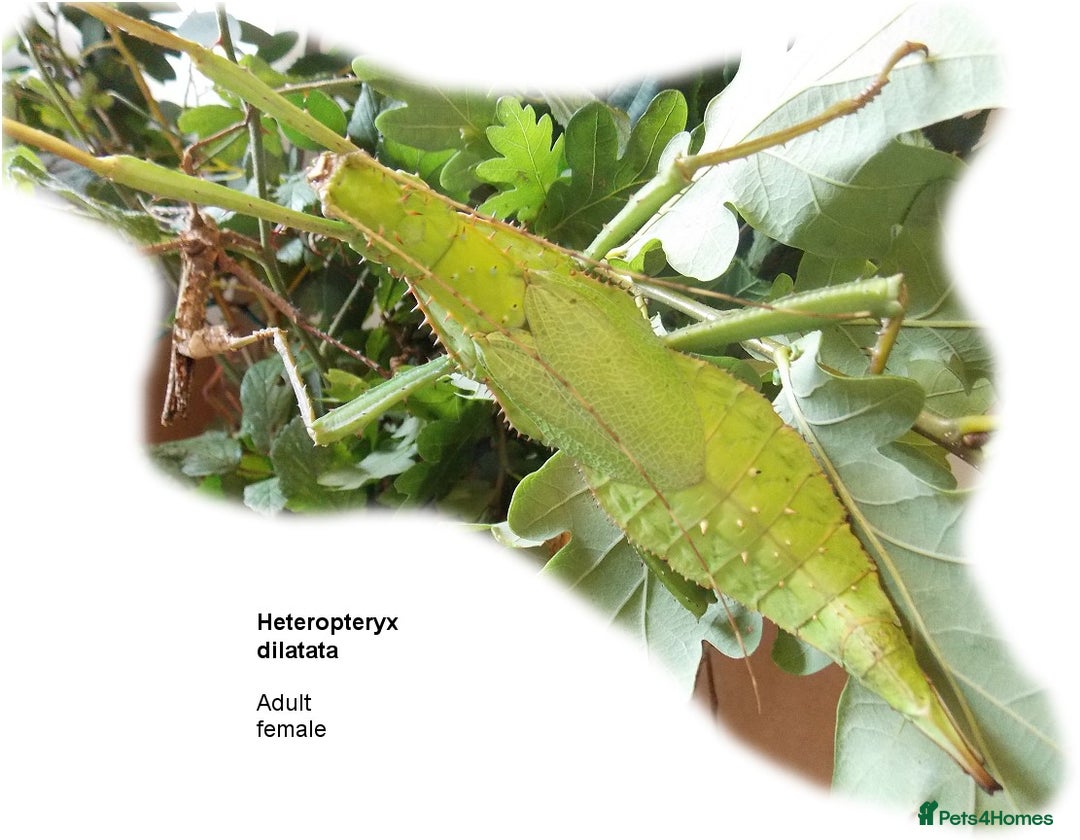Stick Insects invertebrates for sale: Jungle Nymph Stick Insects - Large Juvenile Pair!! - Image 2