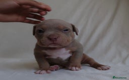 American Bully dogs for sale: Pocket Bully Puppies For Sale📲✅ - Image 8