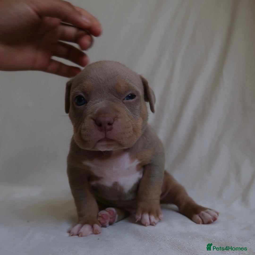 American Bully dogs for sale: Pocket Bully Puppies For Sale📲✅ - Image 8