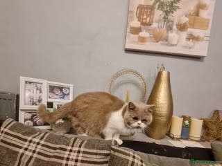 British Shorthair cats Sweet lilly 4 sweet home - Advert 10