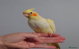 Cockatiels birds for sale: Hand reared silly tame DNA sexed baby cockatiels  - Image 17