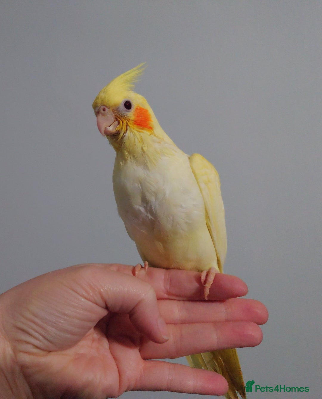 Cockatiels birds for sale: Hand reared silly tame DNA sexed baby cockatiels  - Image 17