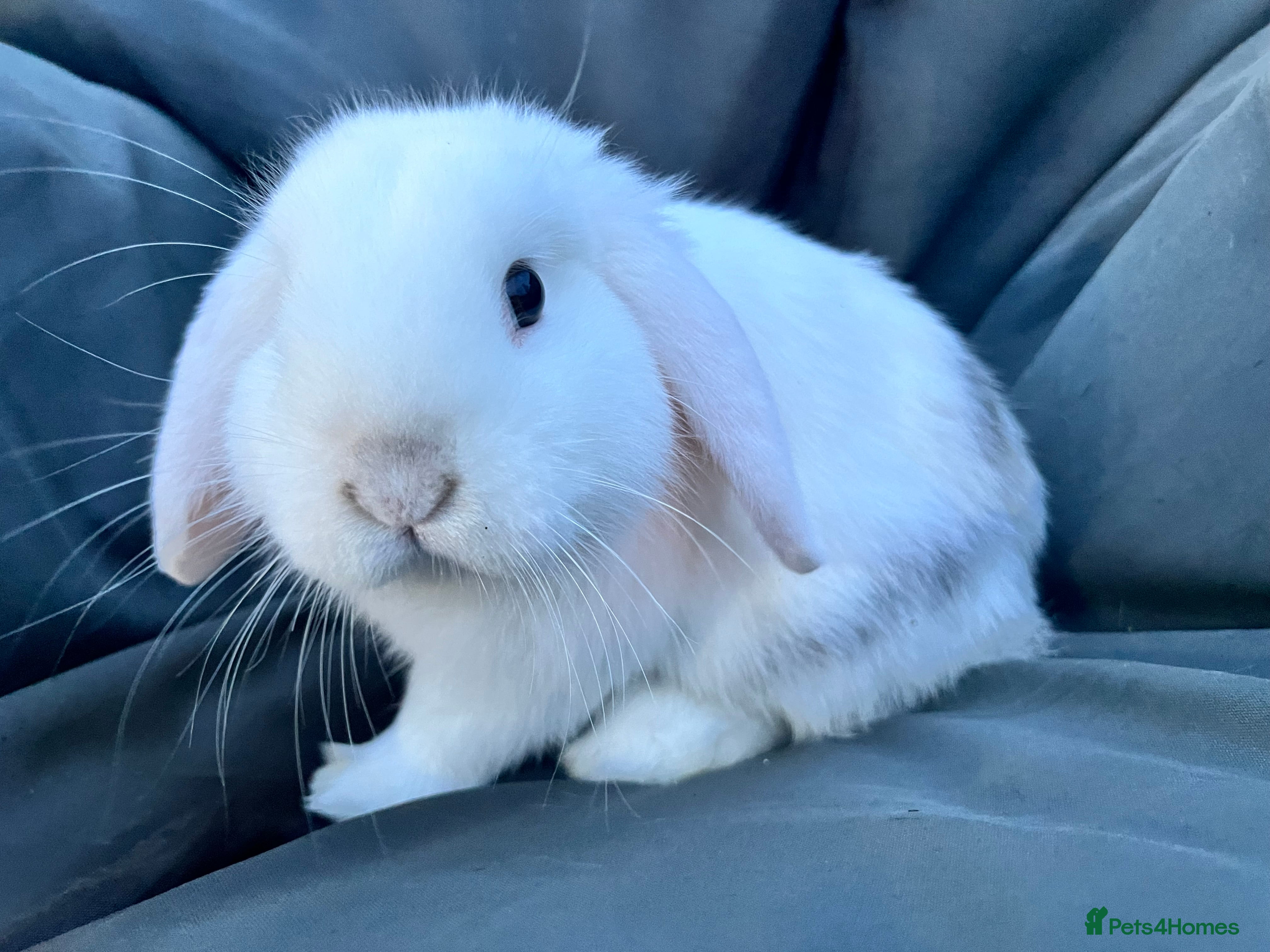 Mini Lop rabbits Beautiful Baby Mini Lops Ready Now - Advert 4