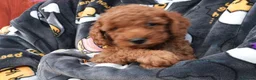 Mixed Breed dogs for sale: 1 RED BOY AVAILABLE TOY X MINIATURE POODLE PUPPIES - Advert 9