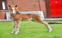 Miniature horses for sale: Miniature yearling colt  - Image 4