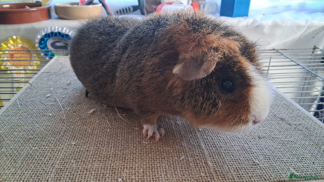 Guinea Pig rodents for sale: Various guineas for sale, see description  - Image 4