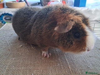 Guinea Pig rodents - Advert 11