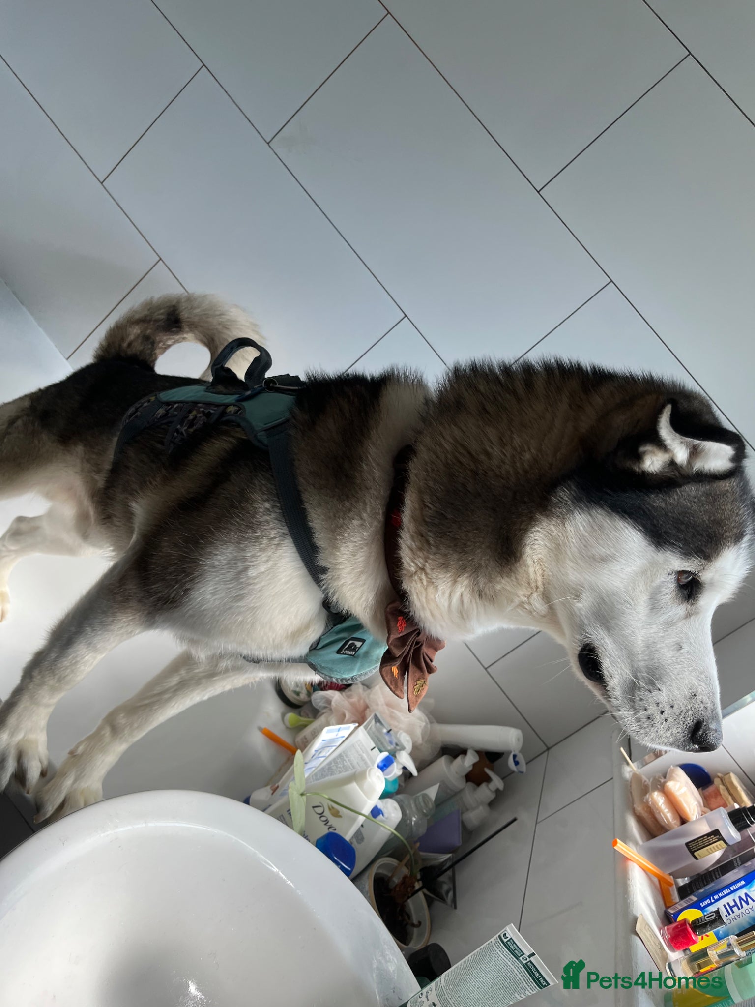 Siberian Husky dogs for sale: Husky boy looking for forever home - Advert 2