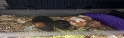 Guinea Pig rodents for sale: Two Male Bonded Brothers Together From Birth  - Advert 7
