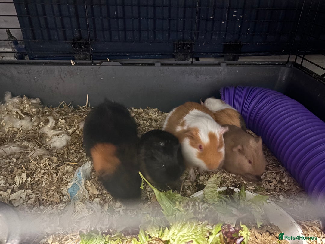 Guinea Pig rodents for sale: Two Male Bonded Brothers Together From Birth  - Advert 7