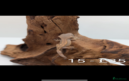 Gecko reptiles for sale: Beautiful baby crested geckos! - Image 14