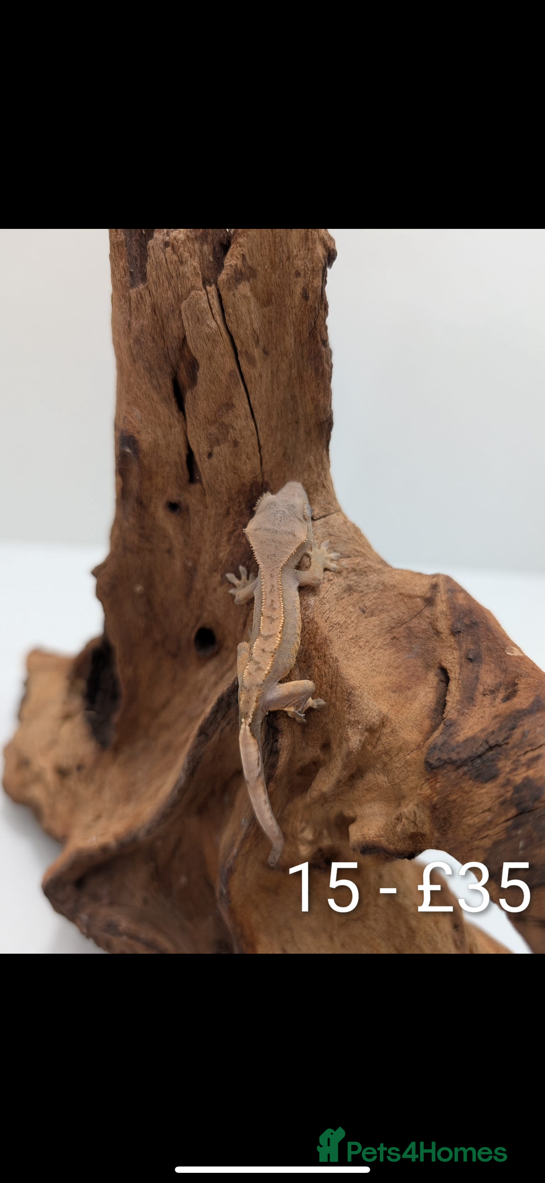 Gecko reptiles for sale: Beautiful baby crested geckos! - Image 14