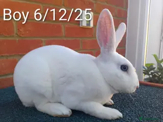 Rex rabbits Mini Rex BEW Bucks and Does Rabbits - Advert 14