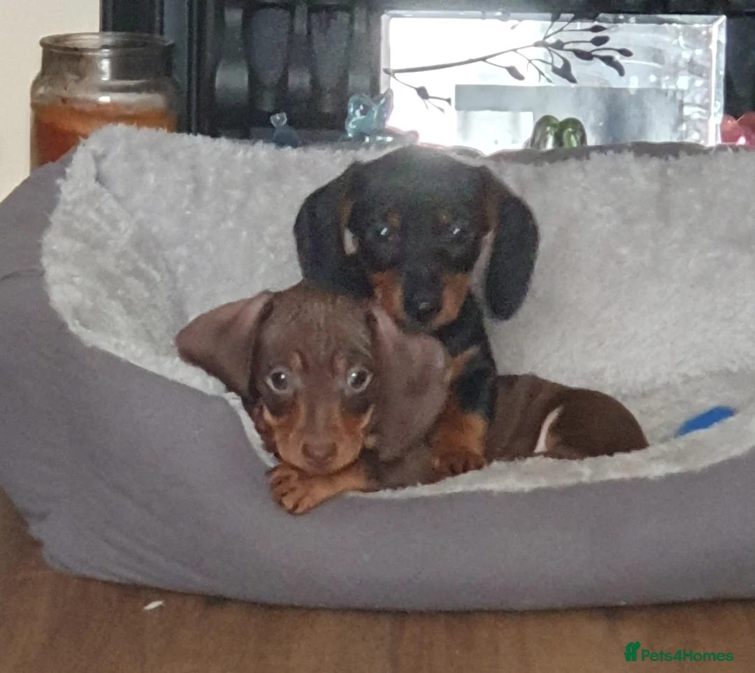 Miniature Dachshund dogs for sale: 2 tiny mini dachshund boys ready thurs in Chester-le-Street - Advert 7