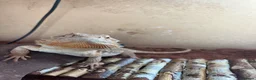 Bearded Dragon reptiles for sale: Bearded dragon and full enclosure for sale - Advert 2