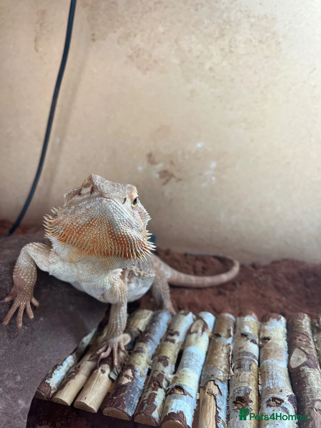 Bearded Dragon reptiles for sale: Bearded dragon and full enclosure for sale - Advert 2