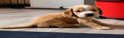 Cocker Spaniel dogs for sale: KC Show Cocker Spaniel Puppies HealthTestedParents - Advert 5