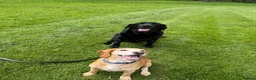 Bocker dogs for sale: Bocker male 7 years old  - Advert 6
