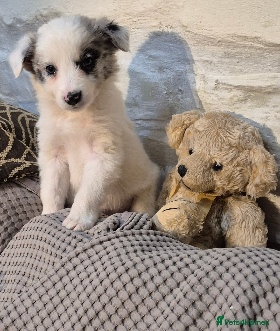 Border Collie dogs for sale: Blue Merles puppies  - Advert 6
