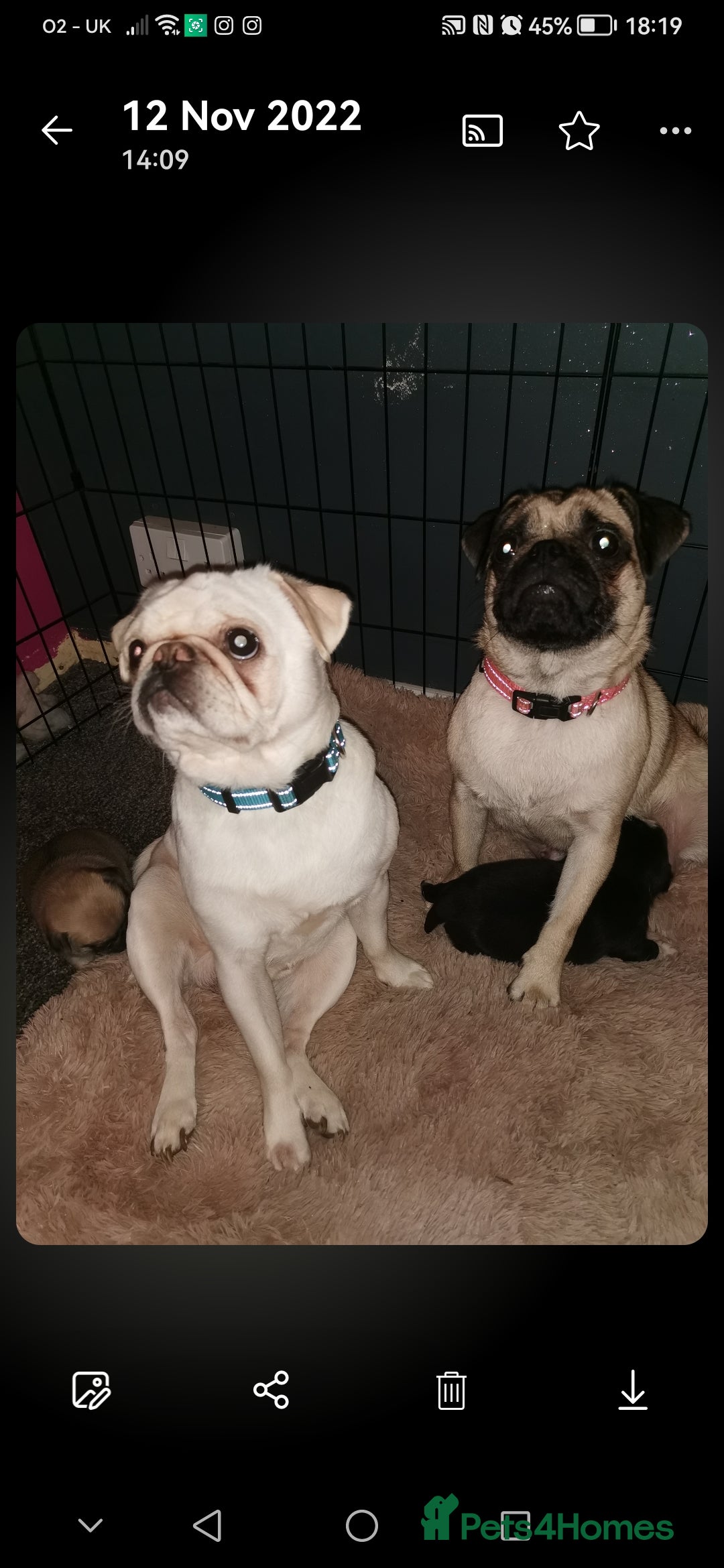 Pug dogs for sale: Luna for sale - Advert 4