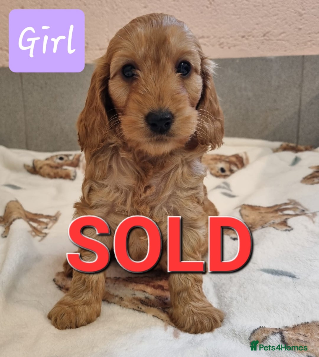 Cockapoo dogs for sale: Cockapoo puppies - Advert 11