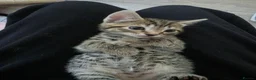 Mixed Breed cats for sale: 3 beautiful 1/4 siamese kittens ready now x - Advert 13