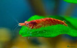 Snails fish for sale: Shrimp, Trumpet, Ramshorn & Bladder Snails 🐌 in Gillingham - Image 5