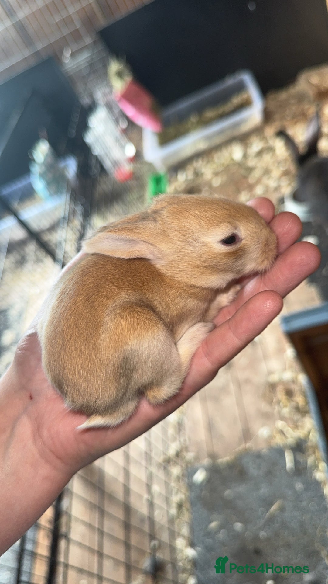 Continental Giant rabbits for sale: Pure Bred Continental Giant Rabbits  - Image 9