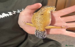 Leopard Gecko reptiles for sale: Female Leopard Geckos x 2 - Image 7