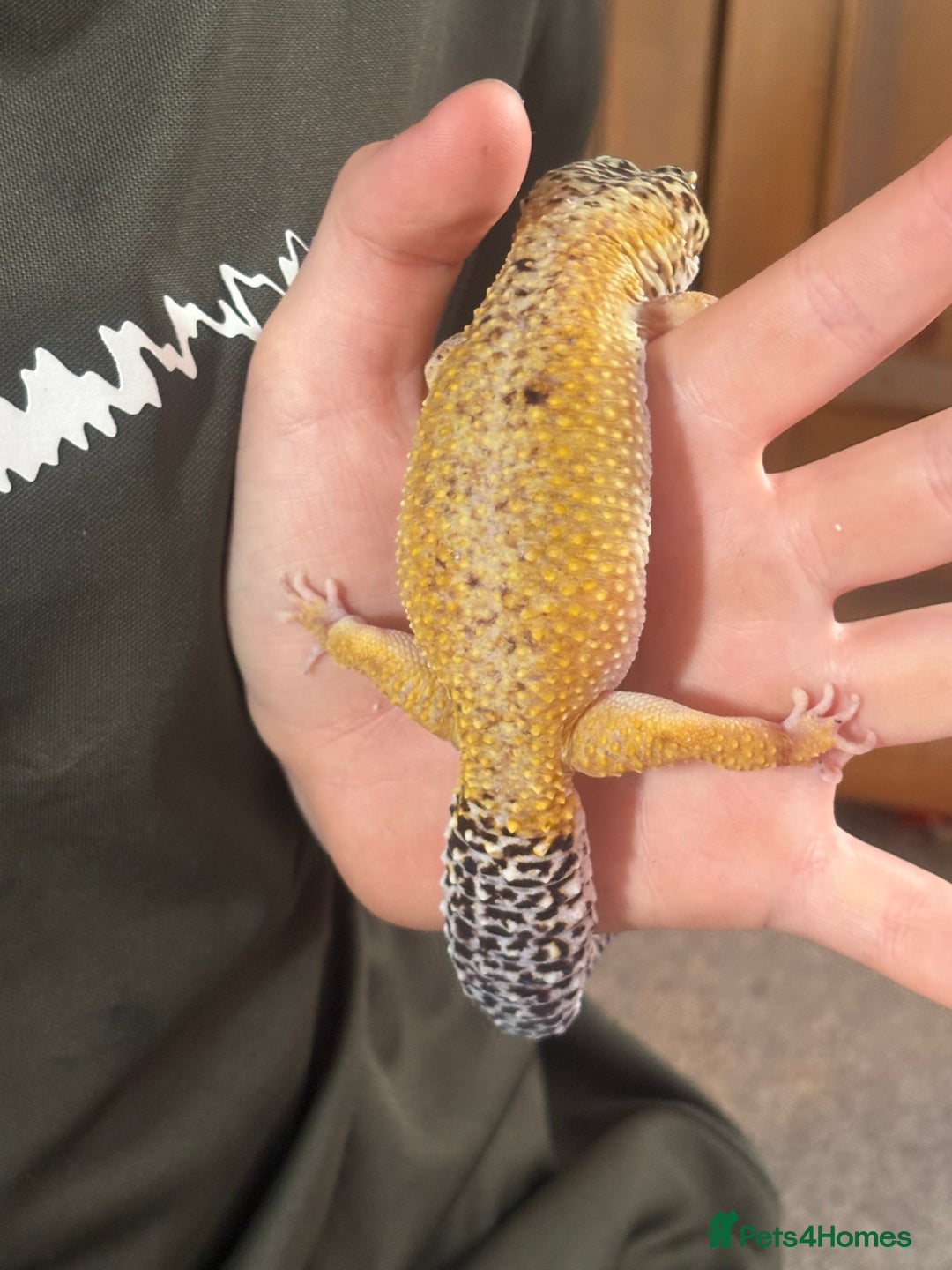 Leopard Gecko reptiles for sale: Female Leopard Geckos x 2 - Image 7