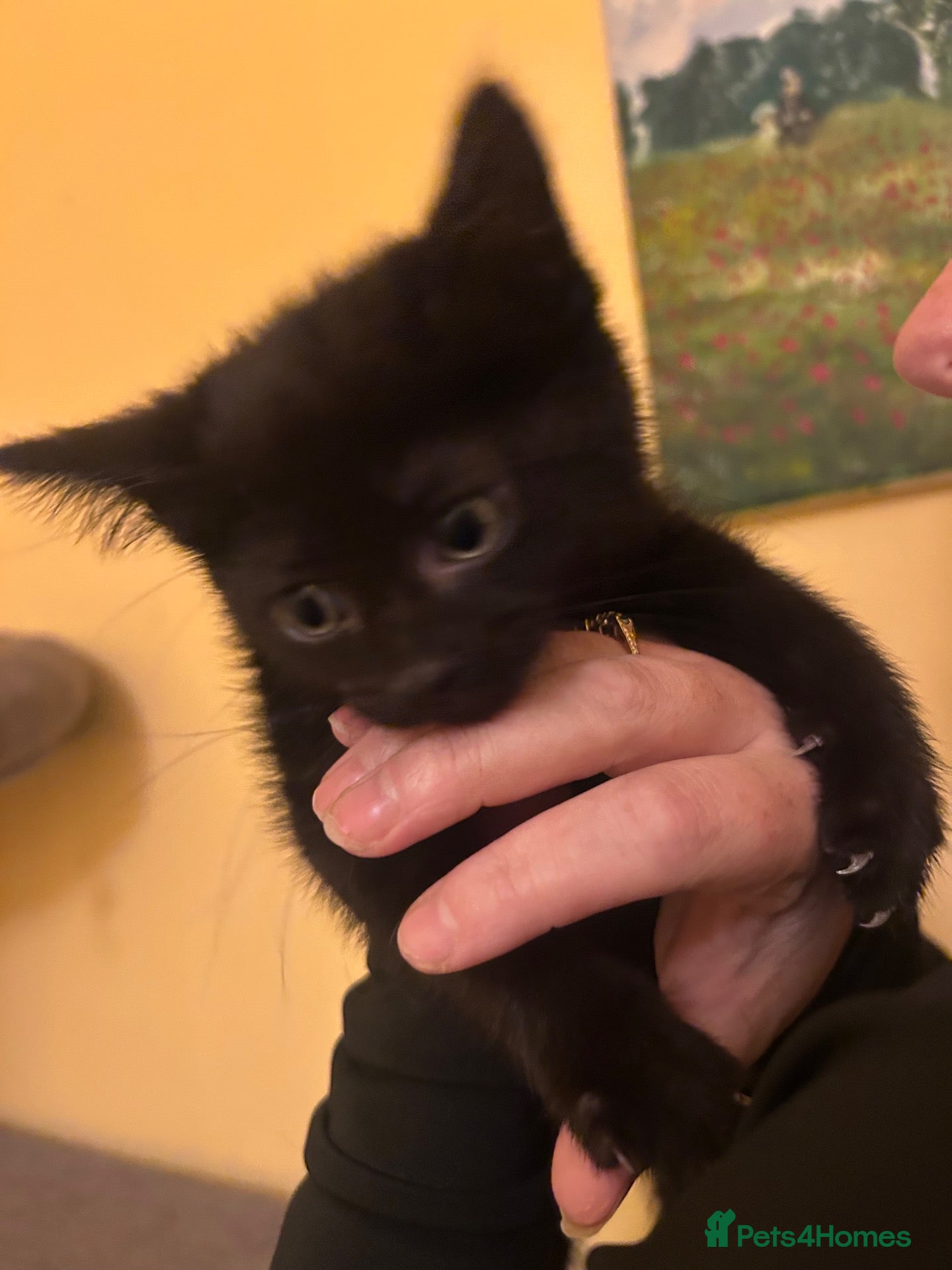 Mixed Breed cats Black kittens  - Advert 4