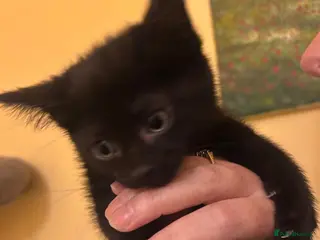 Mixed Breed cats Black kittens - Advert 2