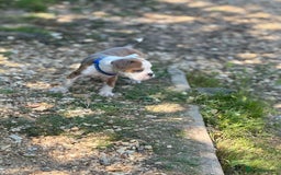 Old Tyme Bulldog dogs for sale: Old thyme bulldog puppy - Image 10