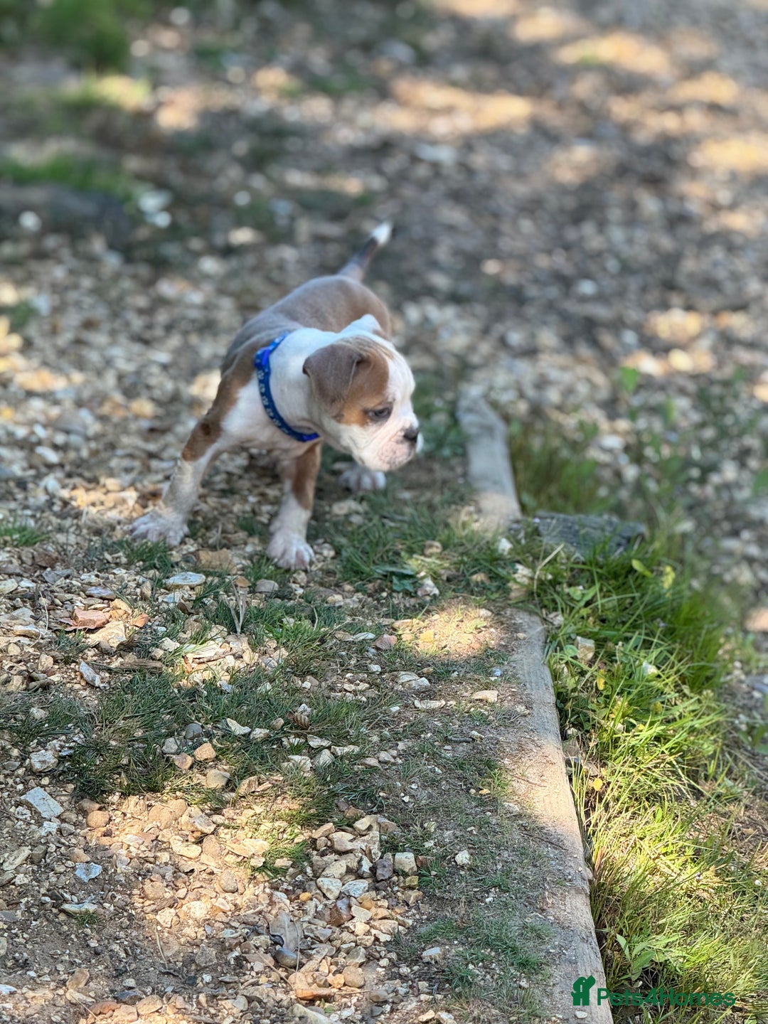 Old Tyme Bulldog dogs for sale: Old thyme bulldog puppy - Image 10