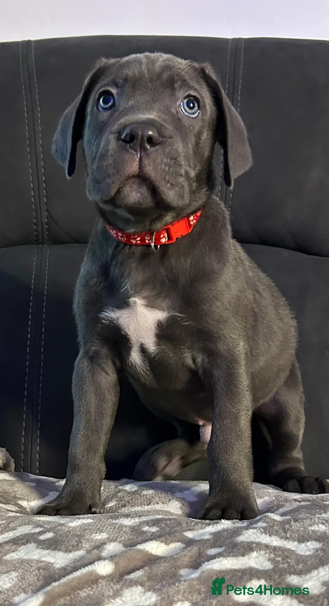 Cane Corso dogs for sale: Cane corso champion bloodline pups  - Advert 37