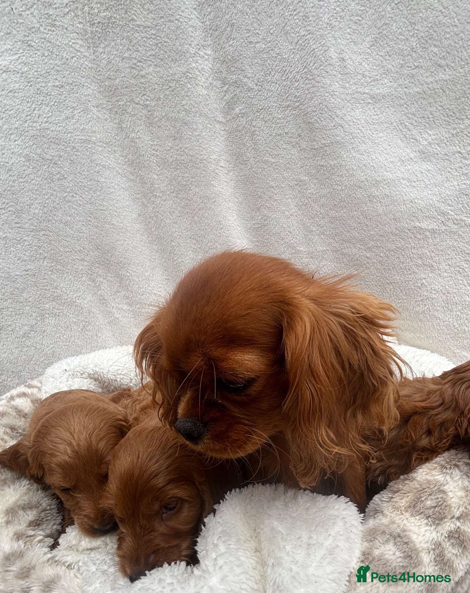 Cavapoo dogs Cavapoo puppies - Advert 1