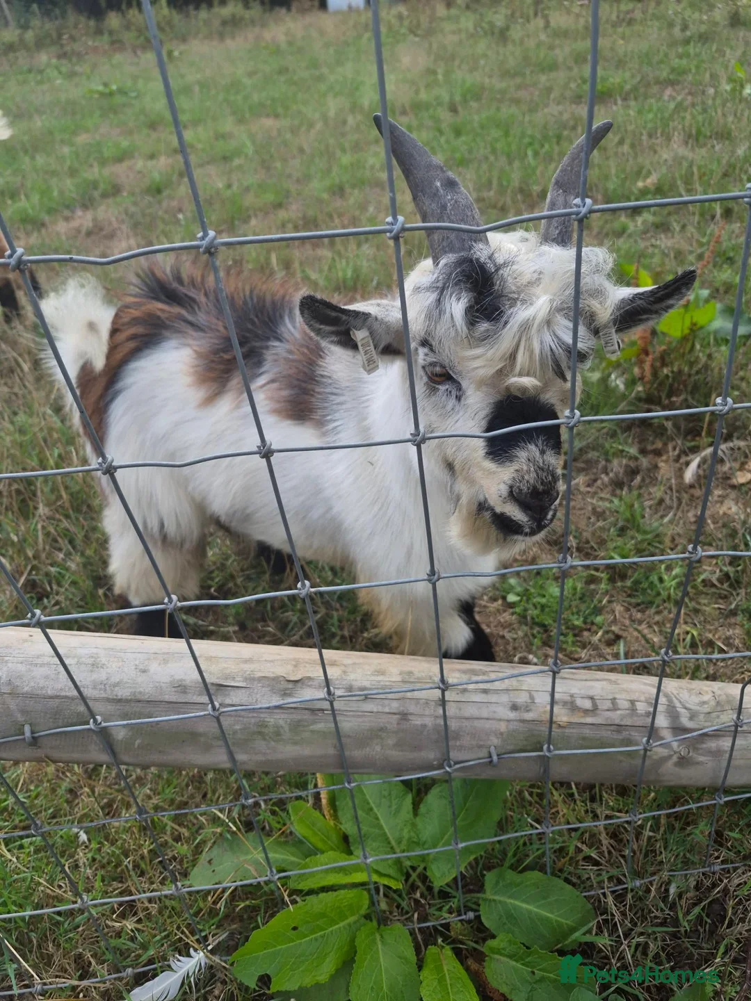 Goats livestock for sale: Mr T - the super cool castrated pygmy goat - Advert 4