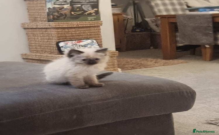 Ragdoll cats - Advert 8